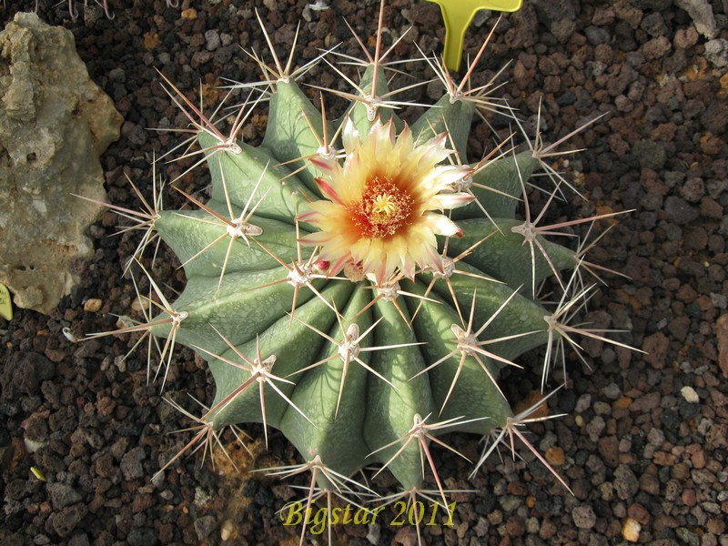 Ferocactus pottsii 