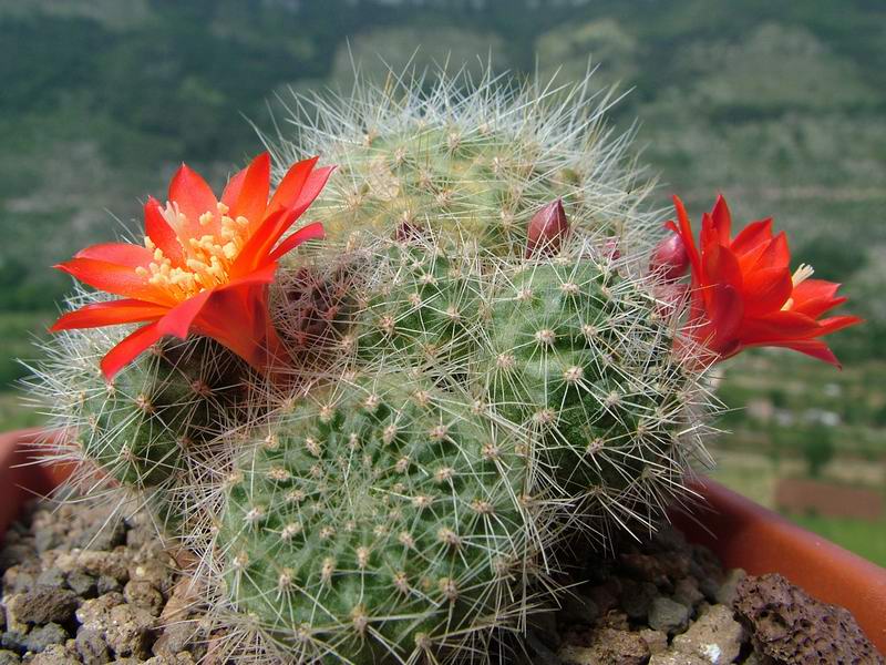 Rebutia senilis v. iseliniana 