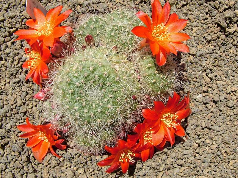 Rebutia senilis v. iseliniana 