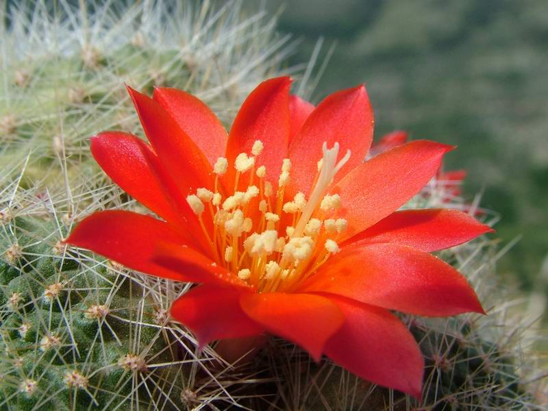 Rebutia senilis v. iseliniana 