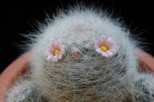 Mammillaria glassii ssp. ascensionis 