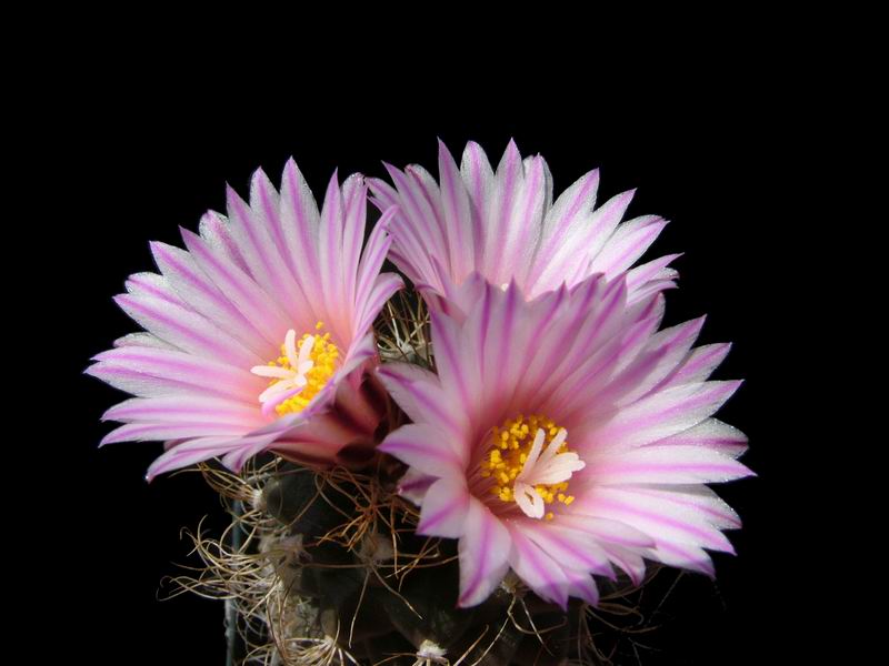 Turbinicarpus pseudomacrochele 