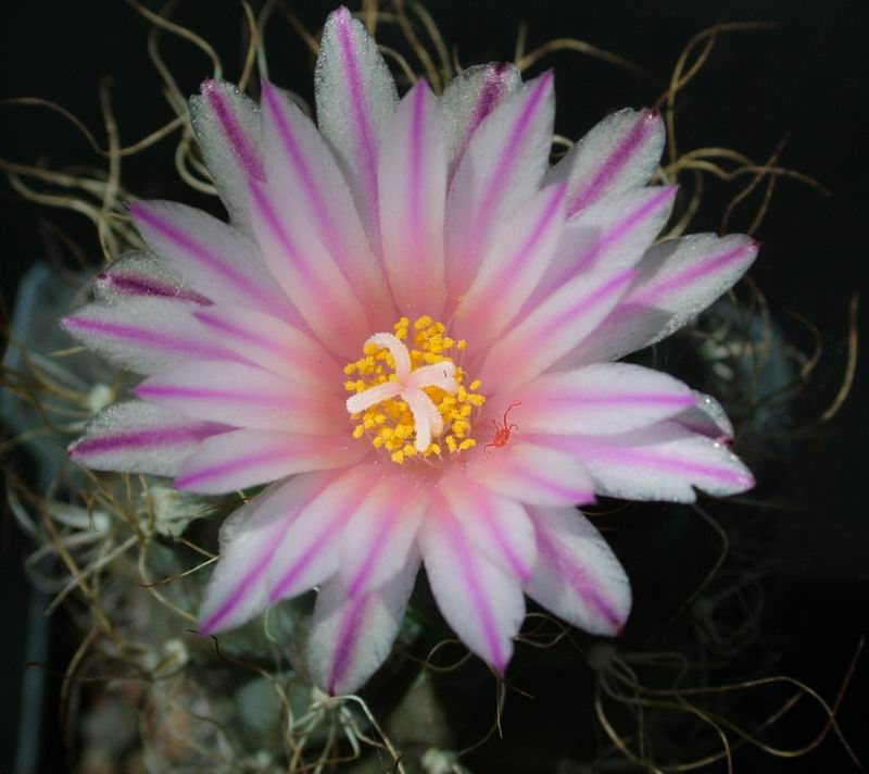 Turbinicarpus pseudomacrochele 