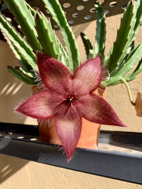 stapelia asterias