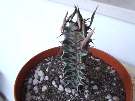 Euphorbia trigona 