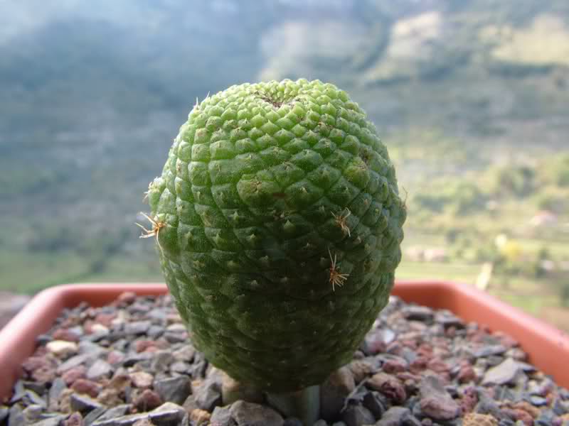 Rebutia krainziana cv. inermis 