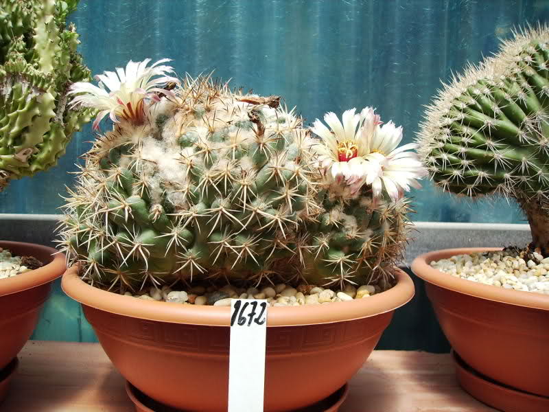 Coryphantha bumamma f. cristata 