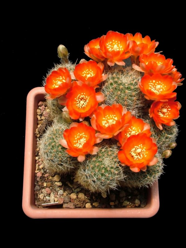 Rebutia christinae R492A