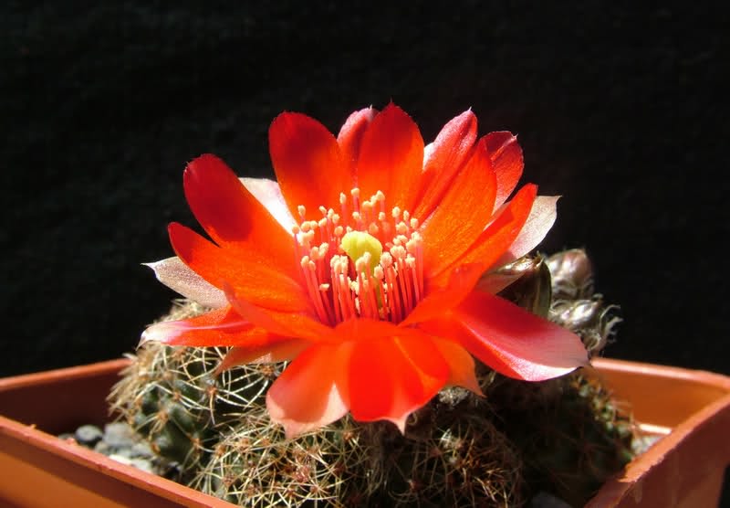 Rebutia violascens FR352