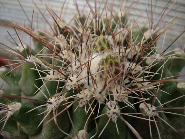 thelocactus tulensis v. matudae 