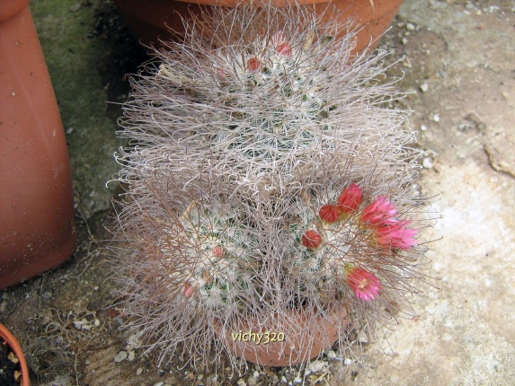 Mammillaria rekoi ssp. leptacantha 