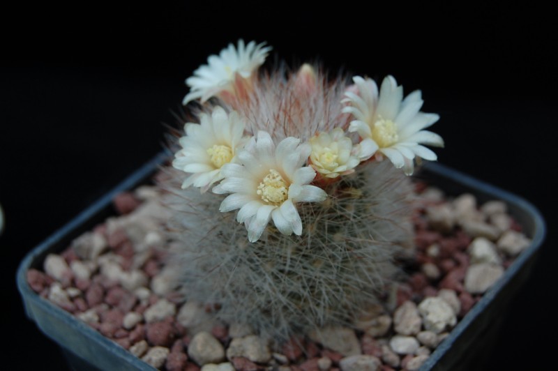 Mammillaria schwarzii 