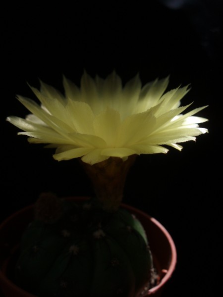 Parodia ottonis 