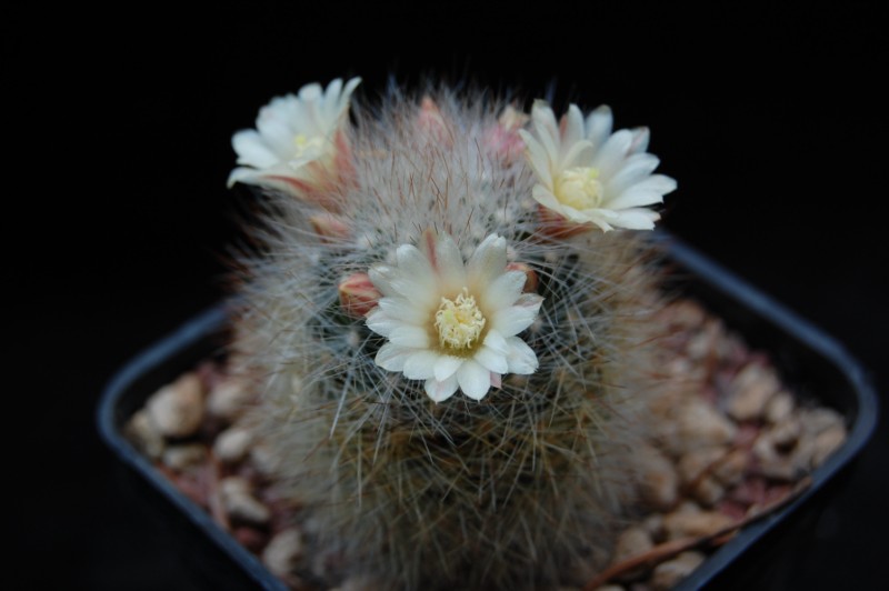 Mammillaria schwarzii 