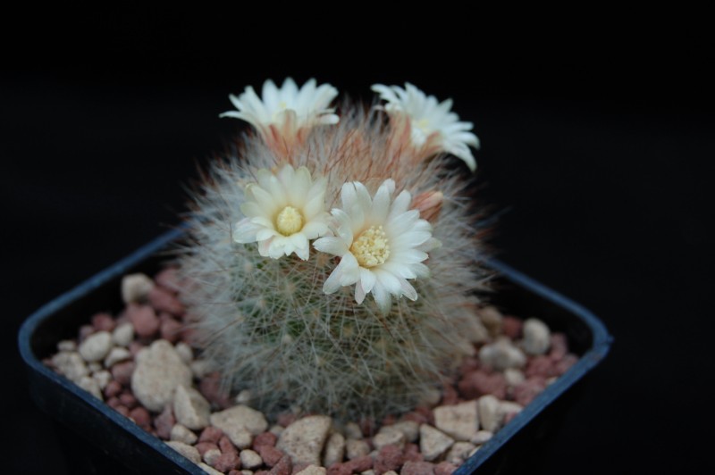 Mammillaria schwarzii 