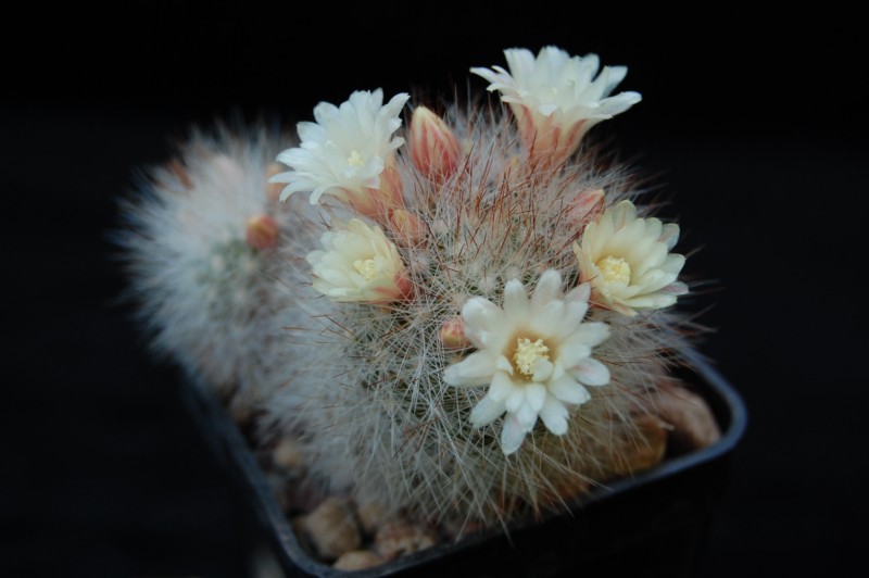 Mammillaria schwarzii 