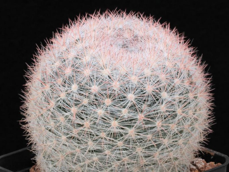 Mammillaria candida ssp. ortizrubiona 