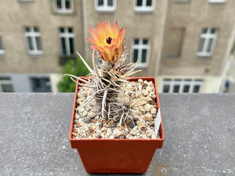 austrocactus diamantinus