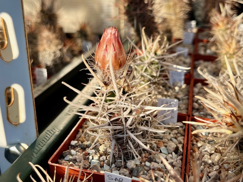 Austrocactus diamantinus SAR 7152