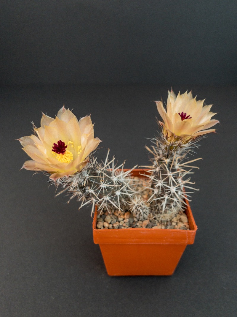 Austrocactus praecox SAR 13083