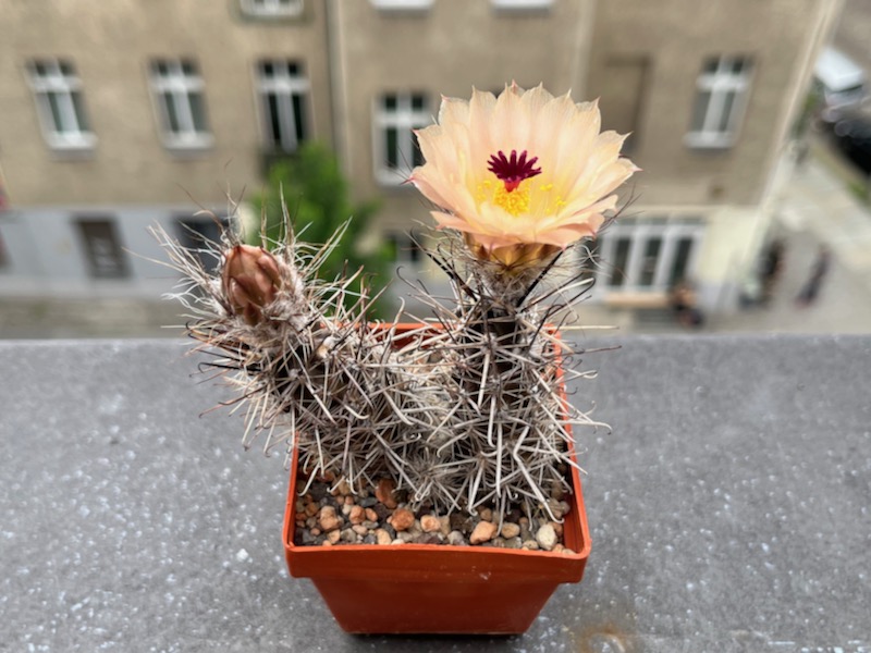 Austrocactus praecox SAR 13083