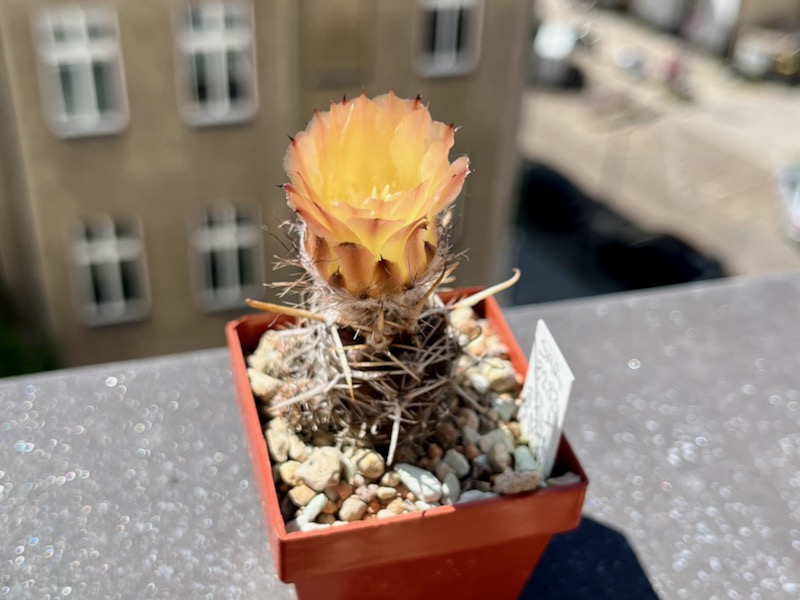 Austrocactus pauxillus SAR 8283