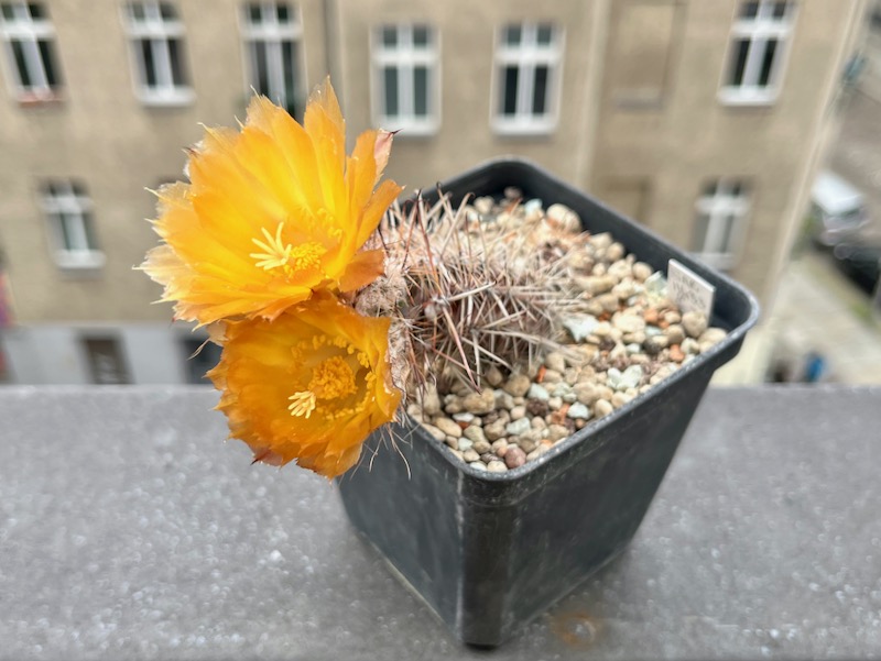 austrocactus subandinus
