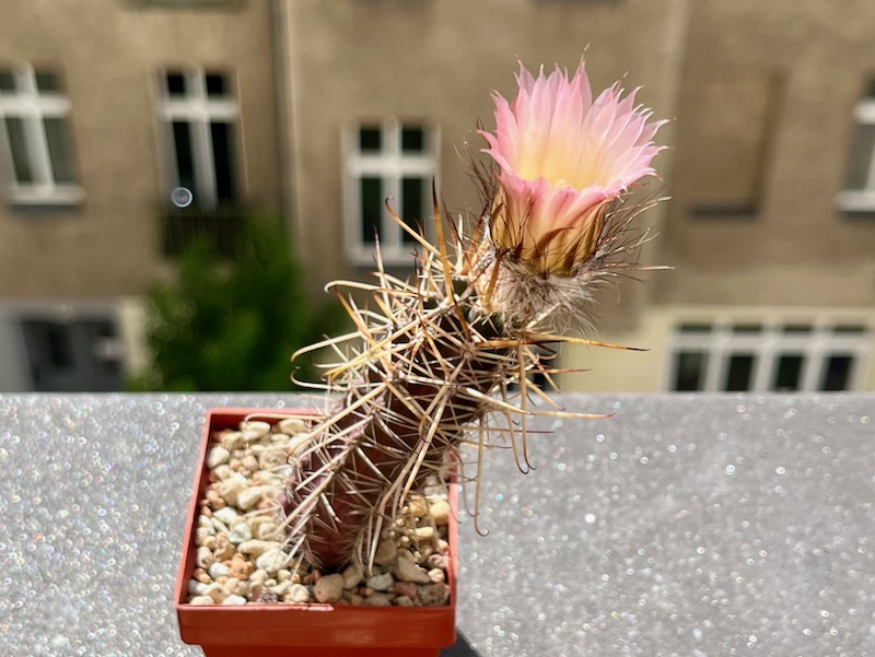 austrocactus longicarpus