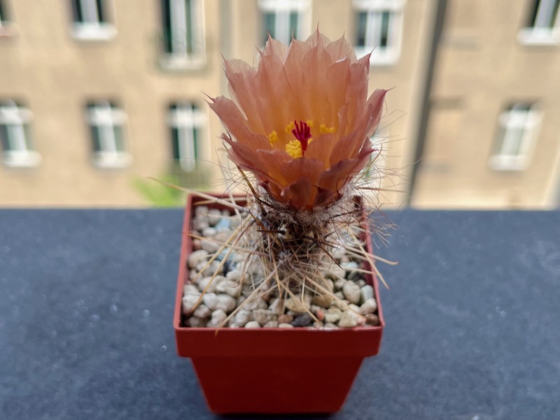 austrocactus occidentalis