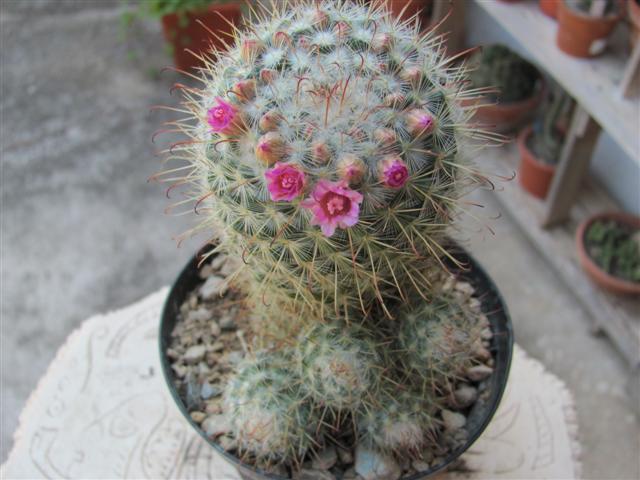 Mammillaria bombycina 