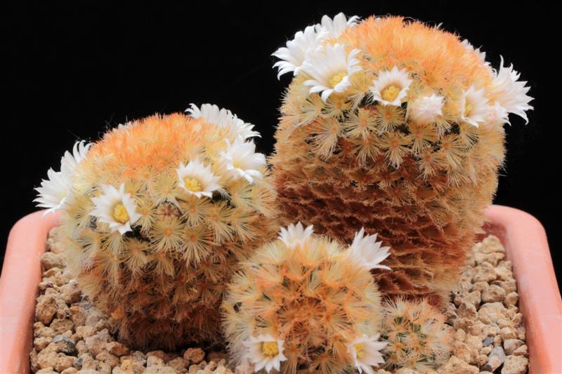 Mammillaria carmenae 