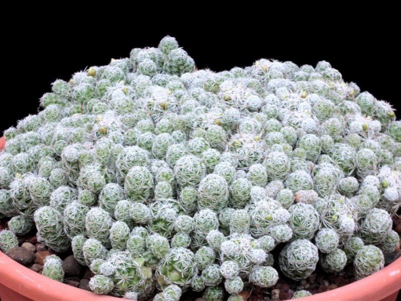 Mammillaria vetula ssp. gracilis 