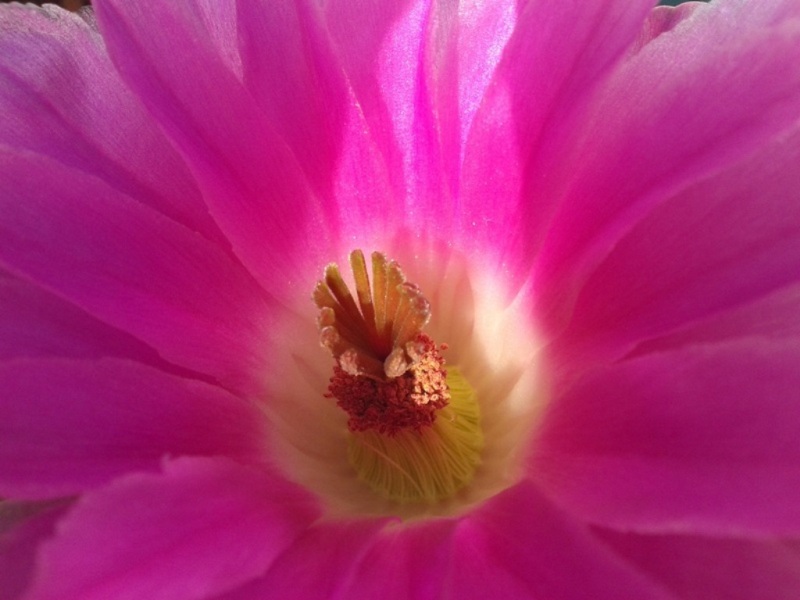 Echinocereus pectinatus v. rubispinus 