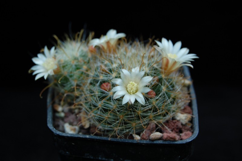 Mammillaria gilensis REP 1739