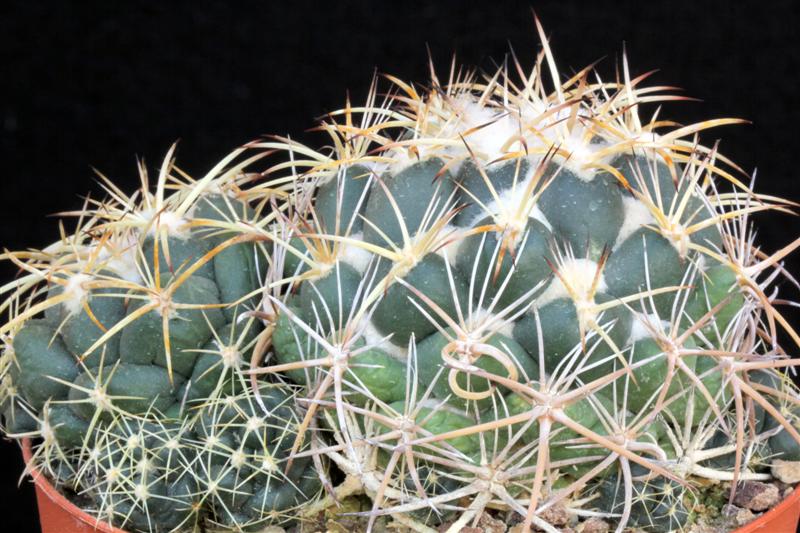 Coryphantha pycnacantha 