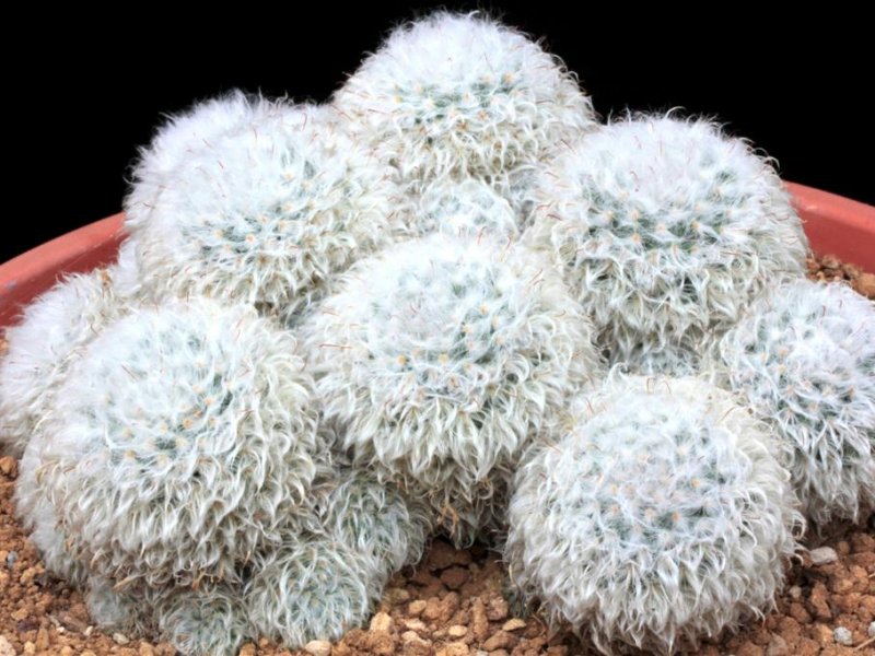 Mammillaria bocasana 