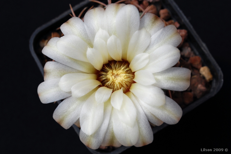 Gymnocalycium stellatum 