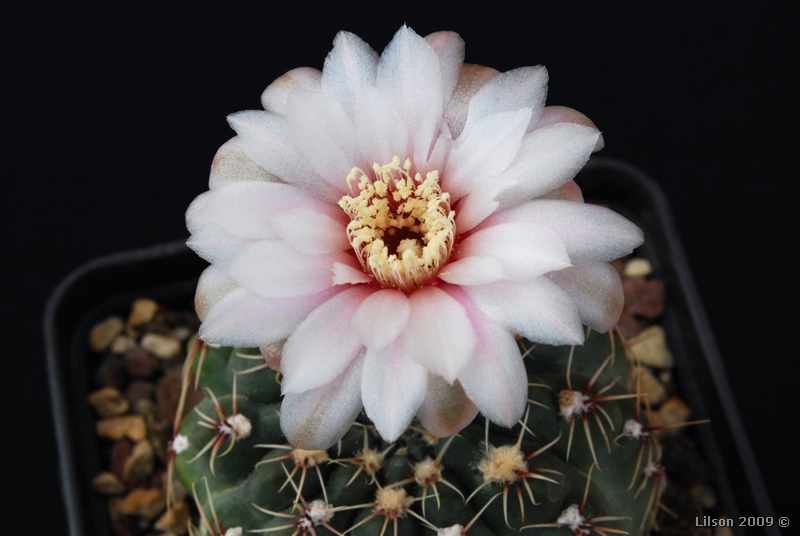 Gymnocalycium amerhauseri STO 229-B