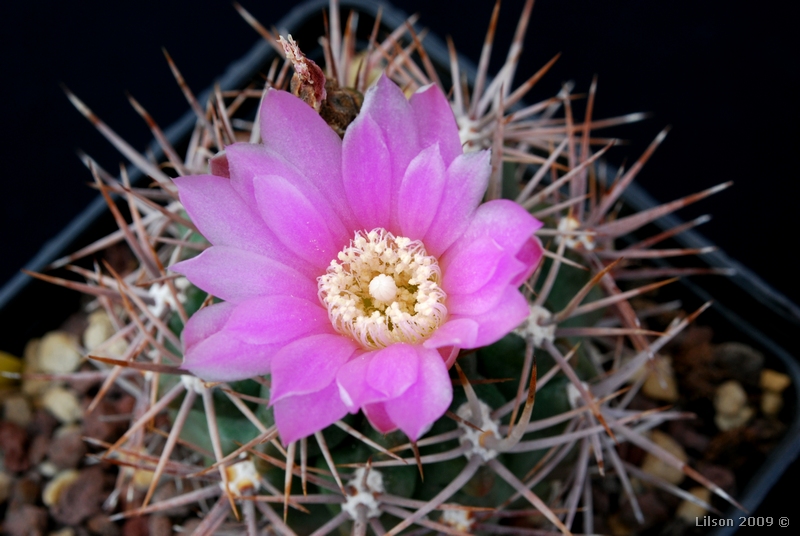 Gymnocalycium neuhuberi GN 77-1181