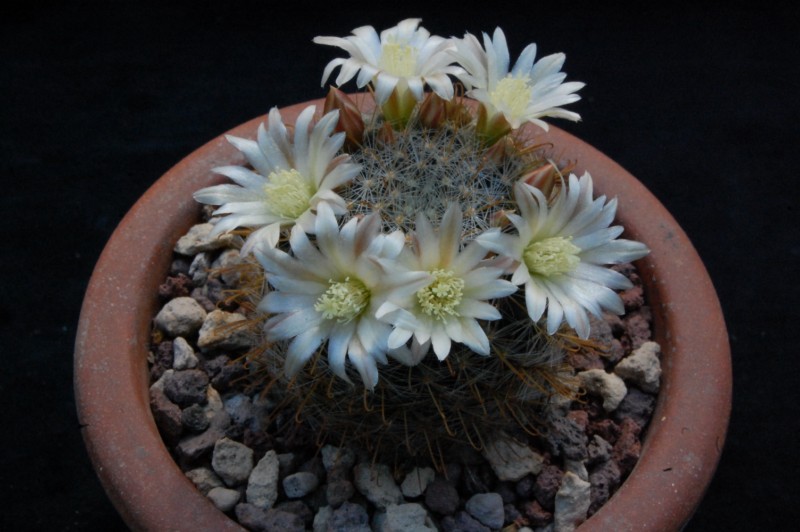 Mammillaria aff. gilensis WH 9