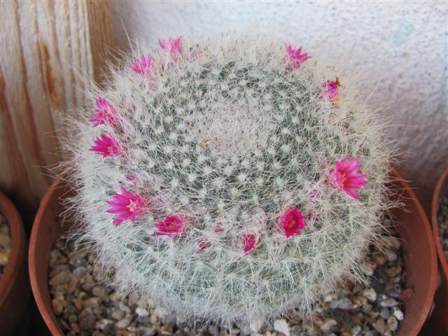 Mammillaria hahniana 