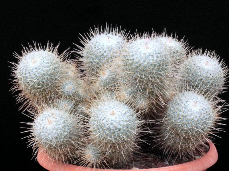 Mammillaria geminispina 