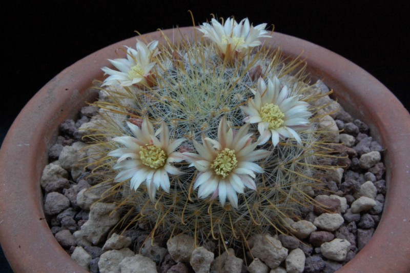 Mammillaria aff. gilensis WH 9