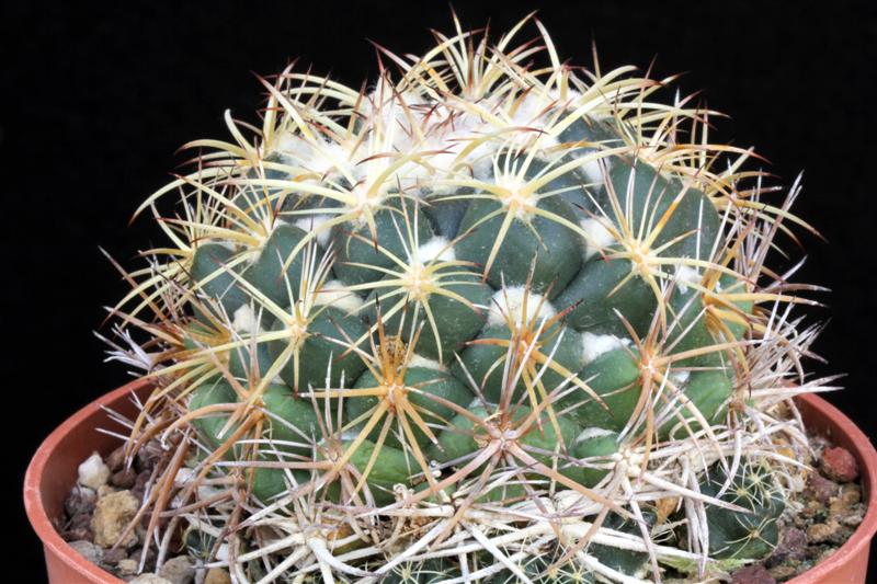 Coryphantha pycnacantha 