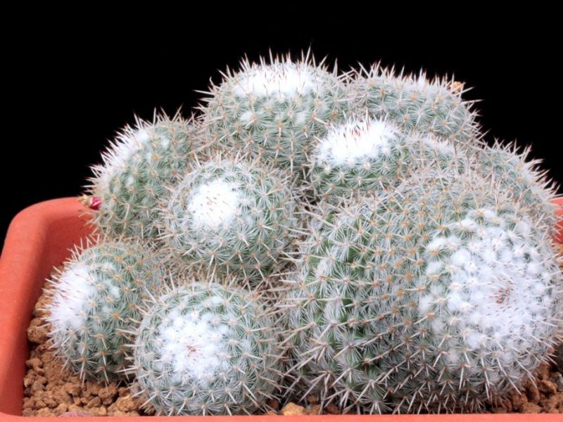 Mammillaria albata 