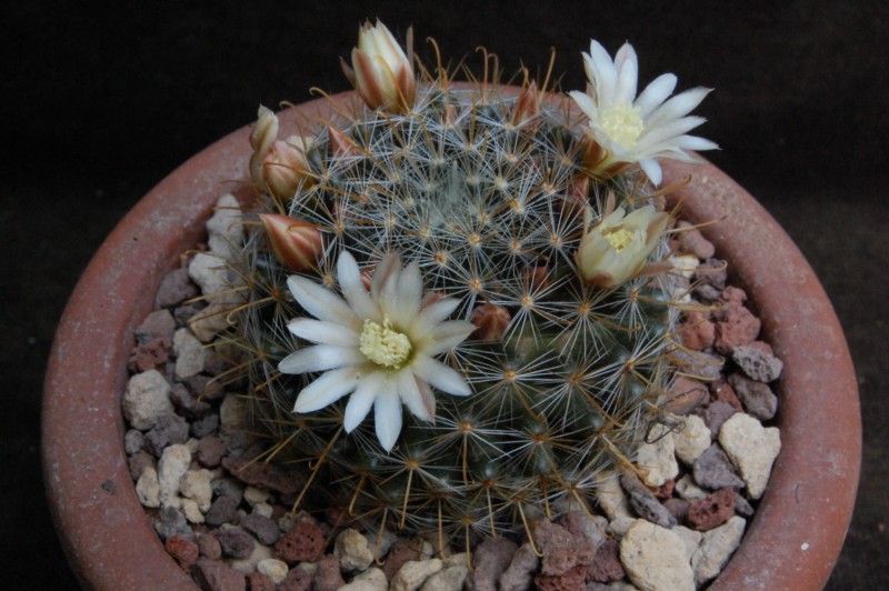 Mammillaria aff. gilensis WH 9