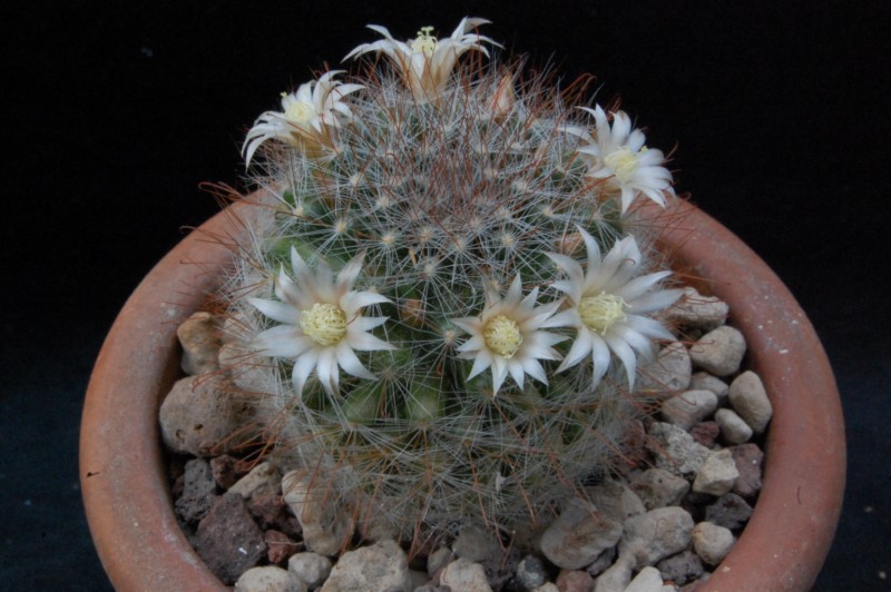 Mammillaria gilensis  forma LAU 1046