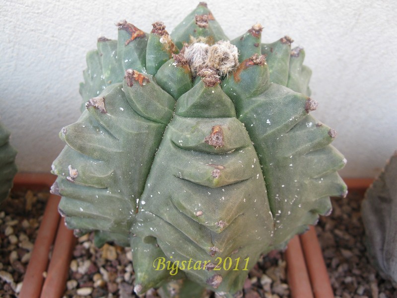 Astrophytum myriostigma cv. kikko 