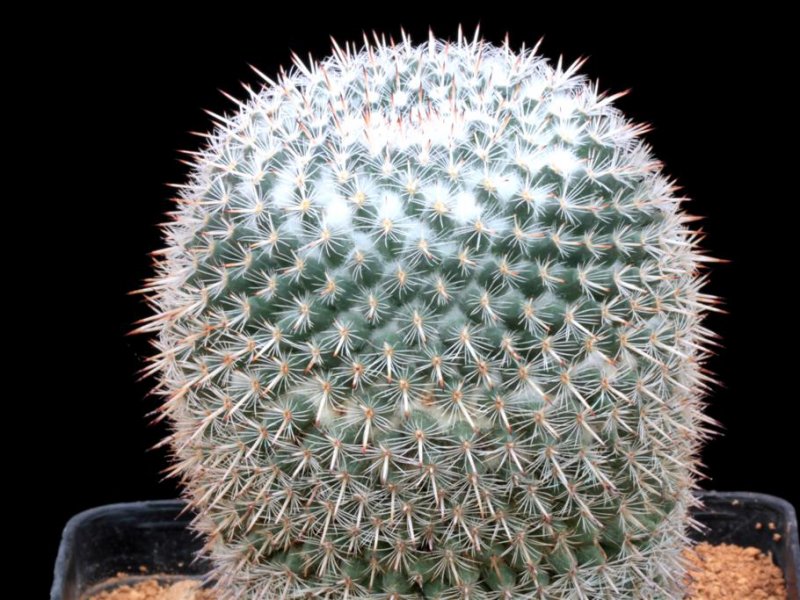 Mammillaria geminispina ssp. leucocentra REPP 1049