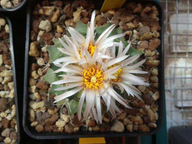 Obregonia denegrii 